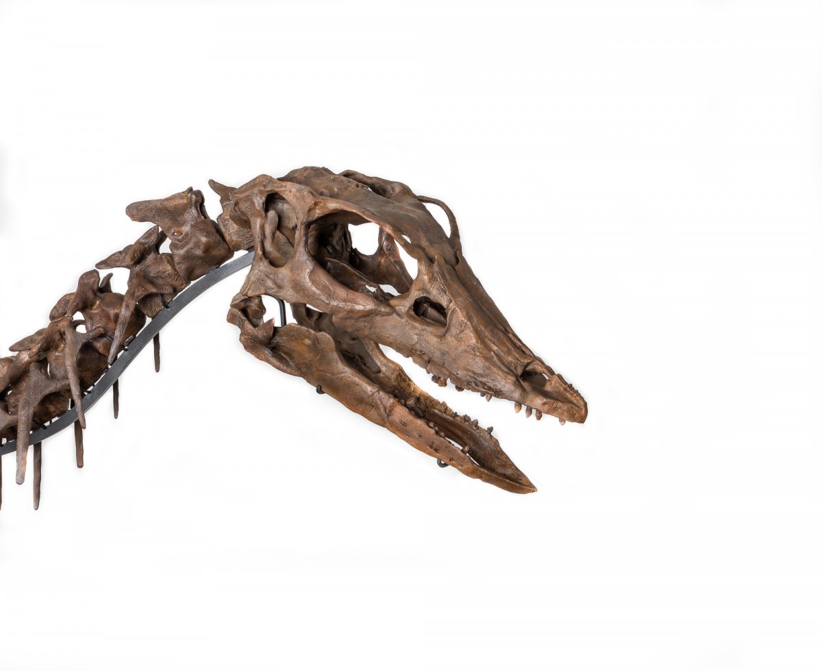 Thescelosaurus neglectus